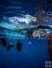 Sailfish underwater