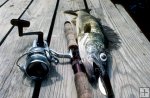 Walleye