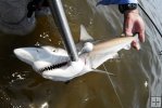 Blacktip shark closeup