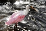 Roseatte Spoonbill
