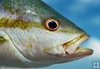 Closeup of yellowtail snapper