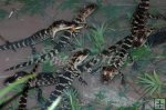 Juvenile gators
