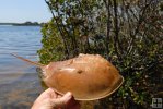 Horseshoe crab, Florida estuary