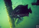 Tripletail under oil rig