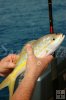 Yellowtail in hand