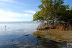 Mangrove tree and seedlings