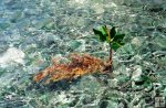 New Belize mangrove tree