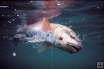 Redfish Redfish