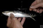 Sardines