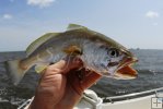 Closeup of sand trout