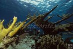 Coral underwater
