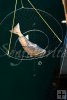 Pier bull redfish