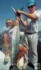 Father and son kingfish