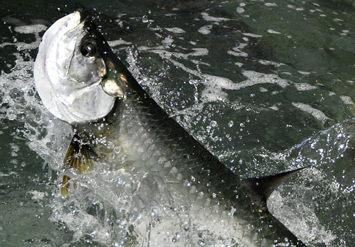 Tarpon-18EMR