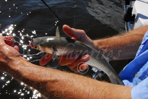 Tarpon Bait